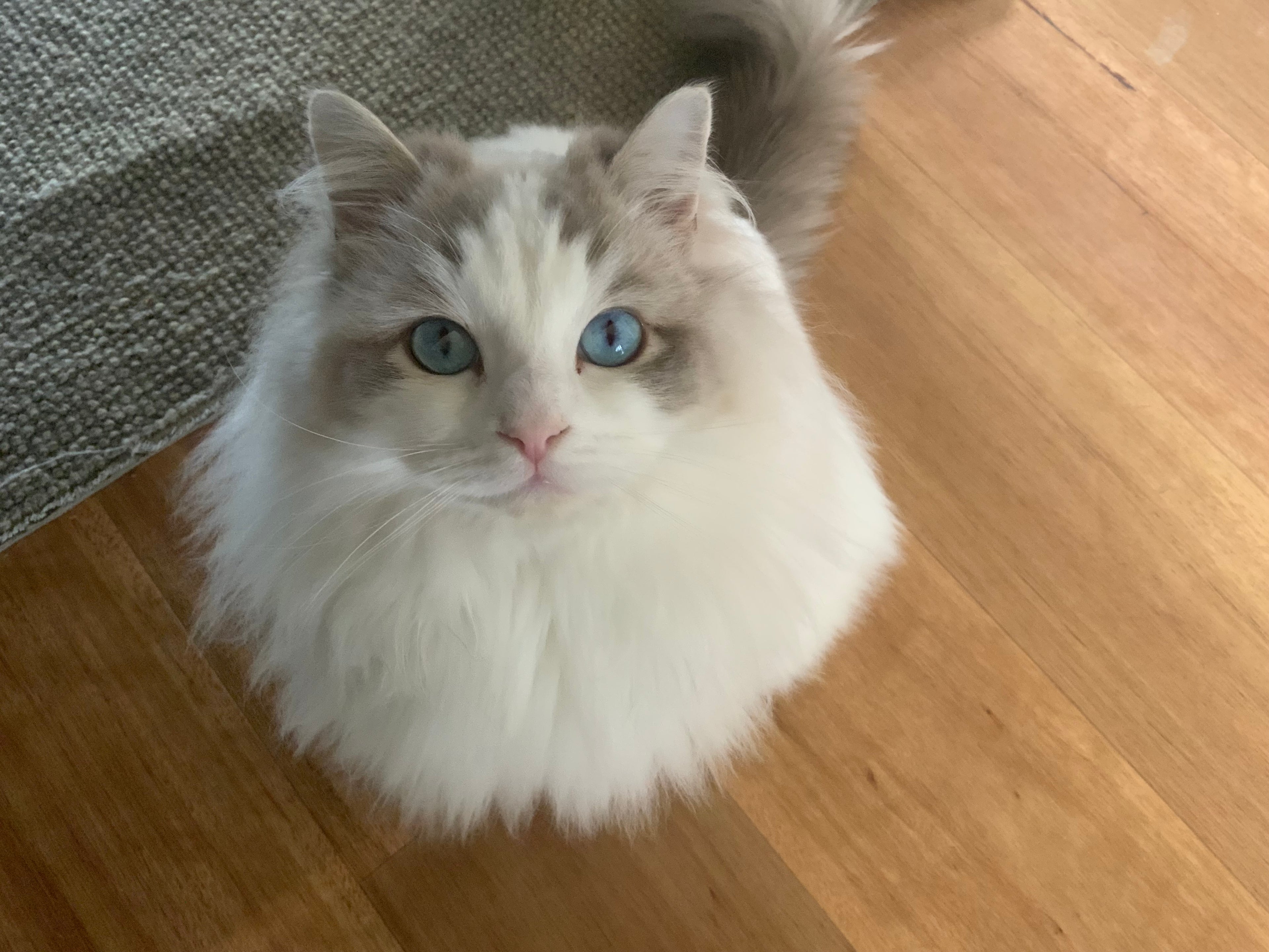 2.5 kg Tofu Cat Litter Trail Pack